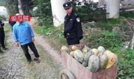 砀山吃瓜最新事件爆料,最新爆料揭示惊人内幕