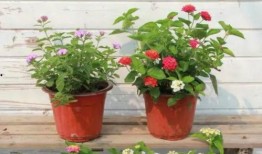 必胜客原神最新爆料视频,神秘角色登场，美食与冒险的奇幻融合